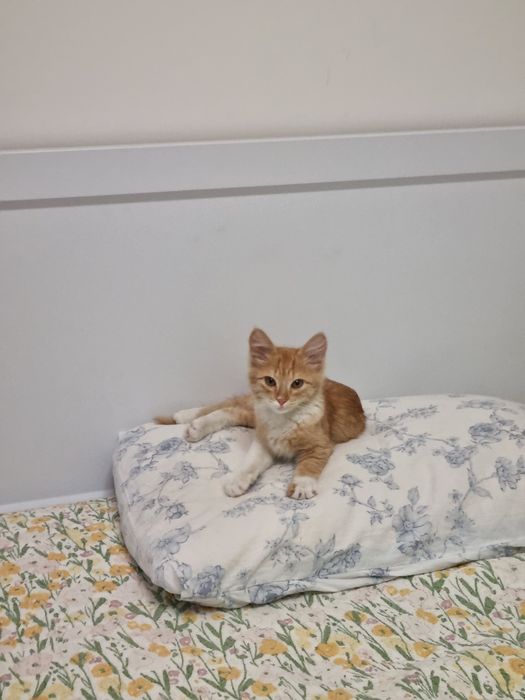Котенок мальчик 3.5 мес/Мысық