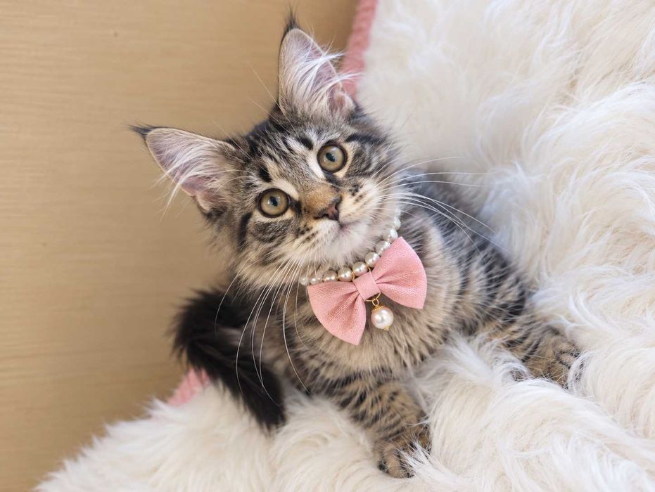HONEY – Pui Maine Coon mascul, 3,5 luni | Pedigree | www.lynxrunecode.com