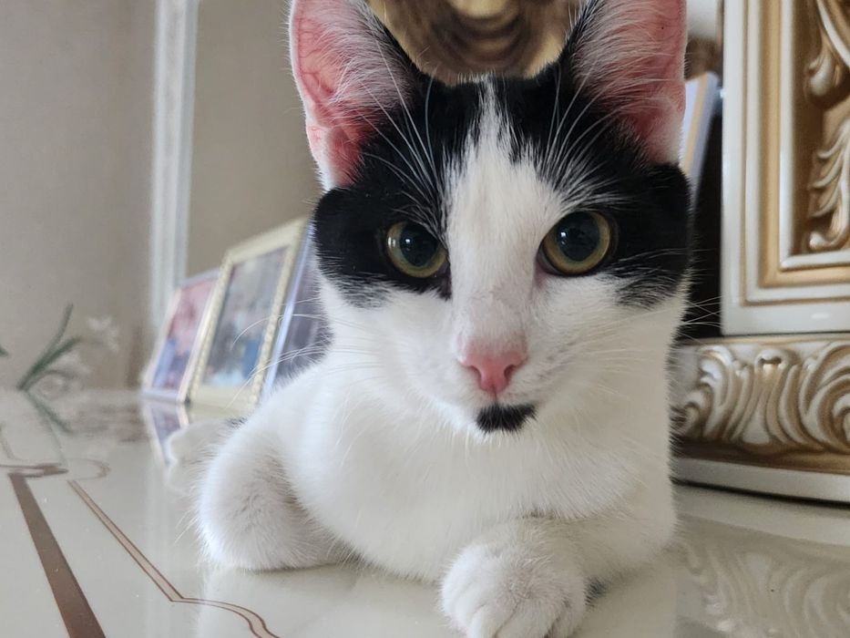 Кошку молодую отдам