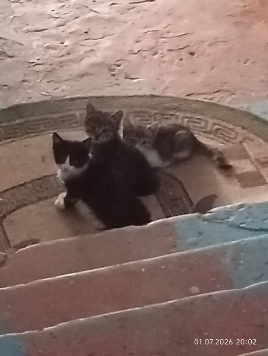 Отдам котят в добрые руки.