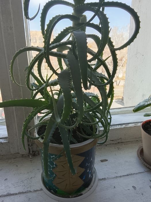 Продам алое 3500 и 1500