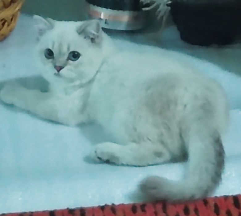 Продается Кобби синеглазка 9 месяцы  малчик