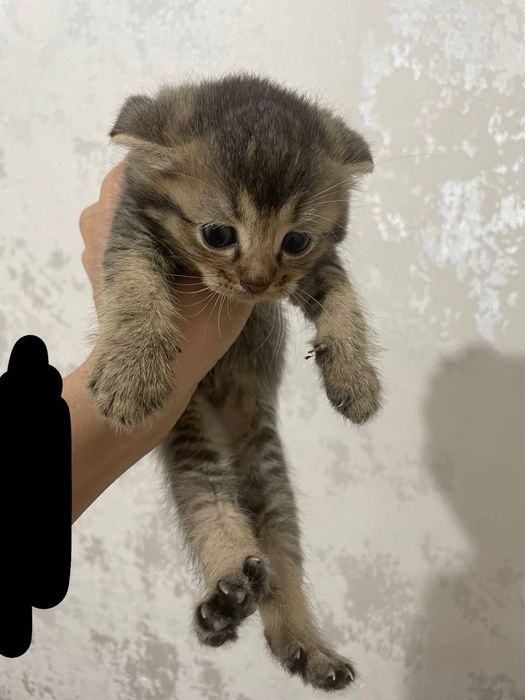 Zotliy mushik Scottish fold