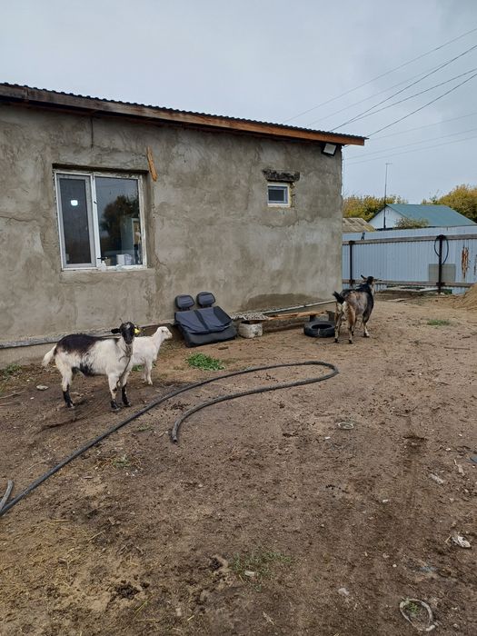 Продам семью козёл казаз казльенок