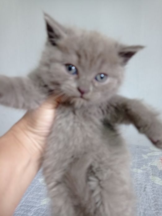 Котенок девочка страйт лиловый окрас