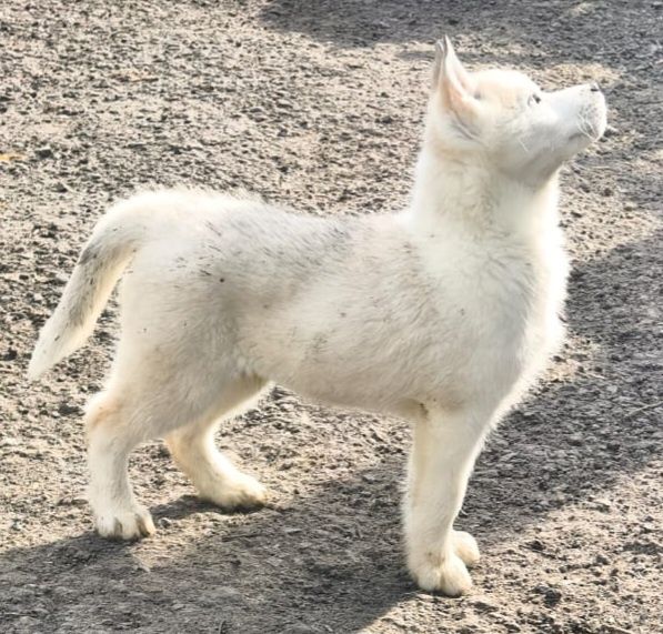 Щенки сибирской хаски.