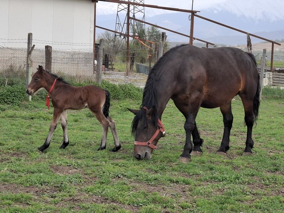 Vand iapa de 4 ani cu manza de 5 zile
