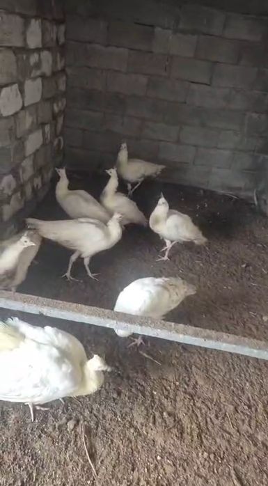 Павлины индийские и белые