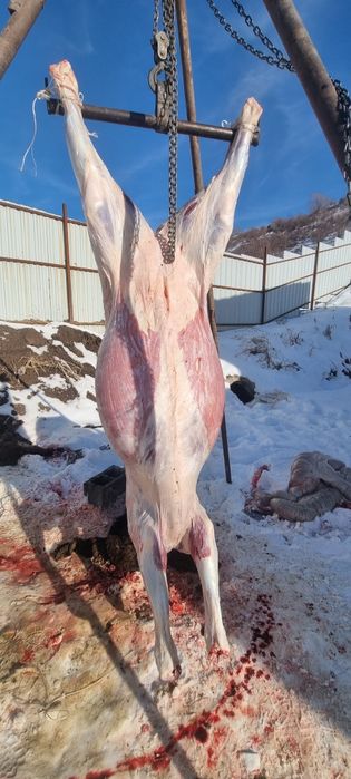 Продам жеребят жирные