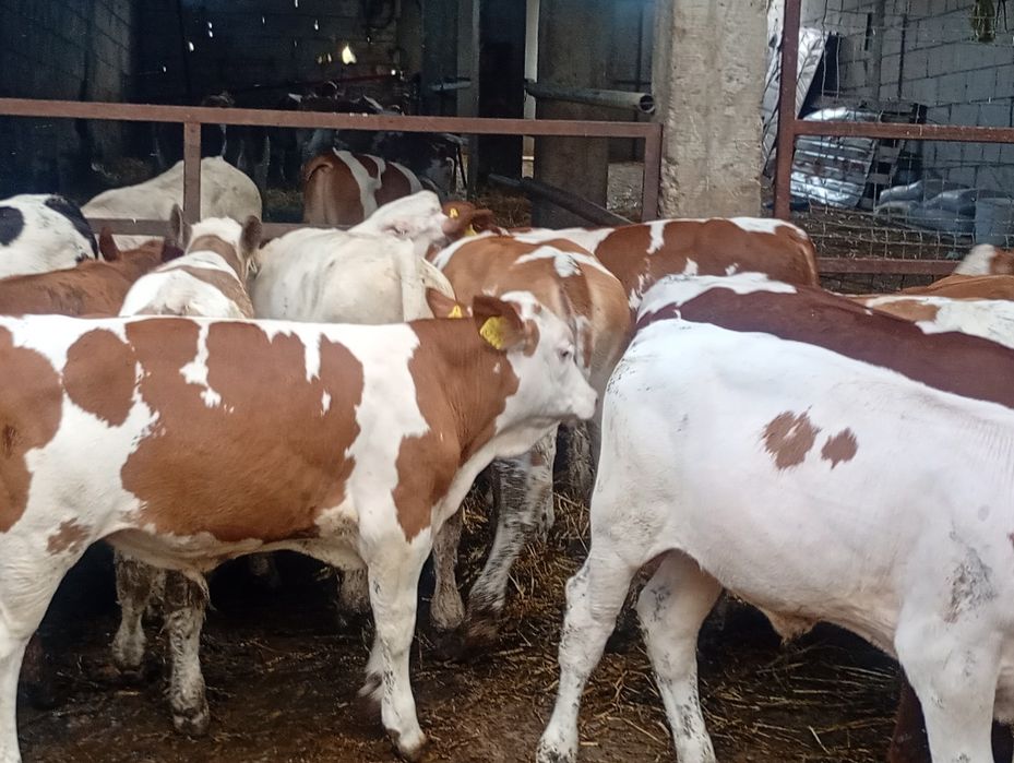 Vând vitei bălțată românească