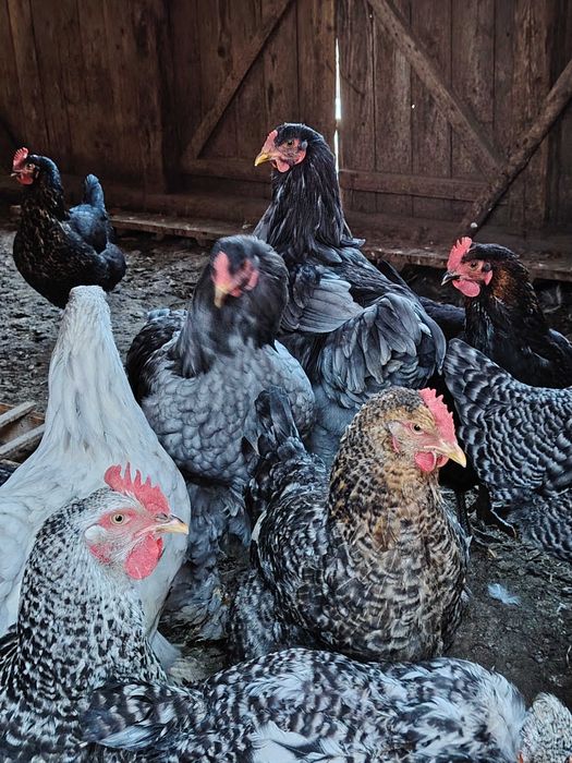 Cocosi brahma   tineret