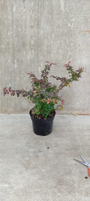 Продада деревьев и кустарников