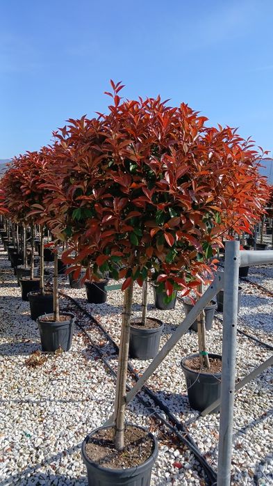 Photinia glob pe tija