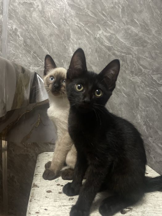 Отдам котят ,приучен накладку