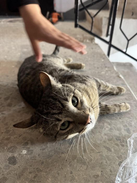 Кот заберите пожалуйста