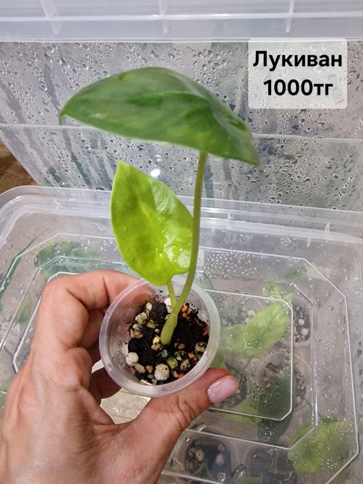 Продам комнатные растения