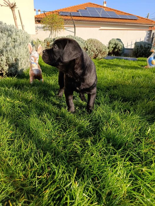 Кане Корсо кученца