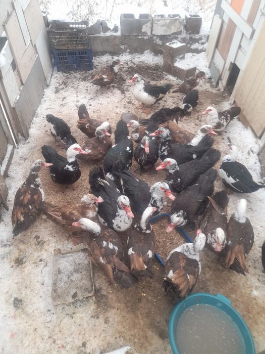 Продаю  индоуток