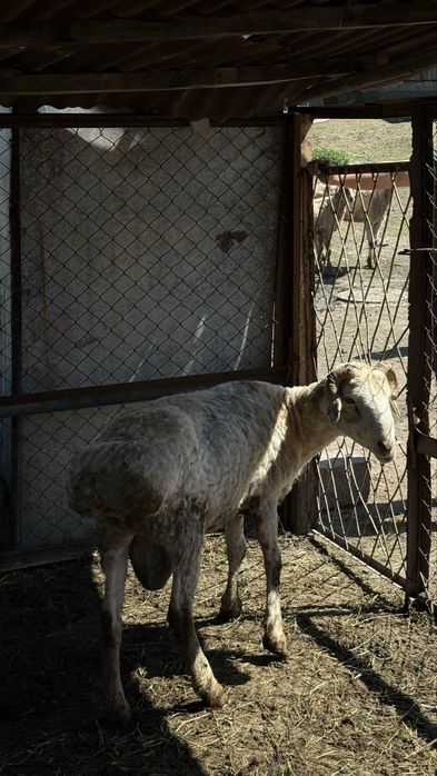 Продам Большого Кочкара