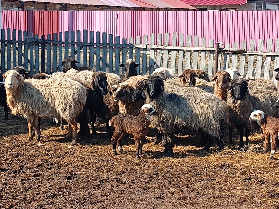 Продам овечек на развод