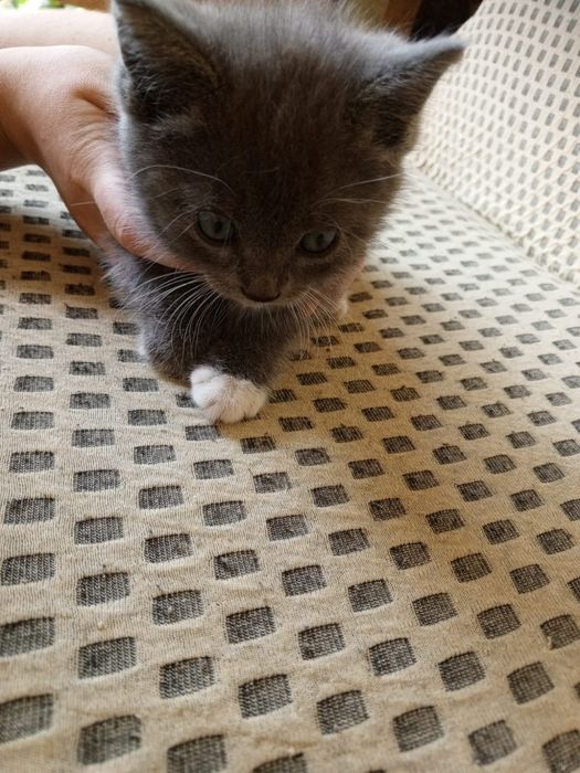 Отдам 3 серых котят в добрые руки