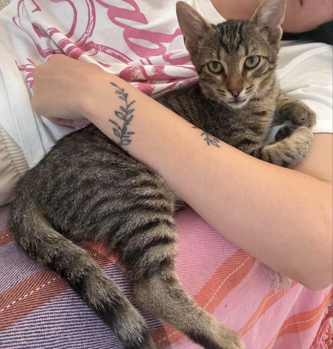 Motanei pentru adoptie