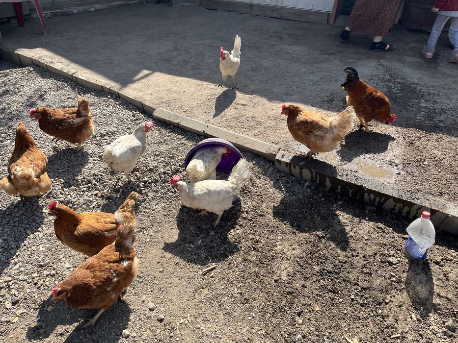 Продам 9 курей и 1 петух
