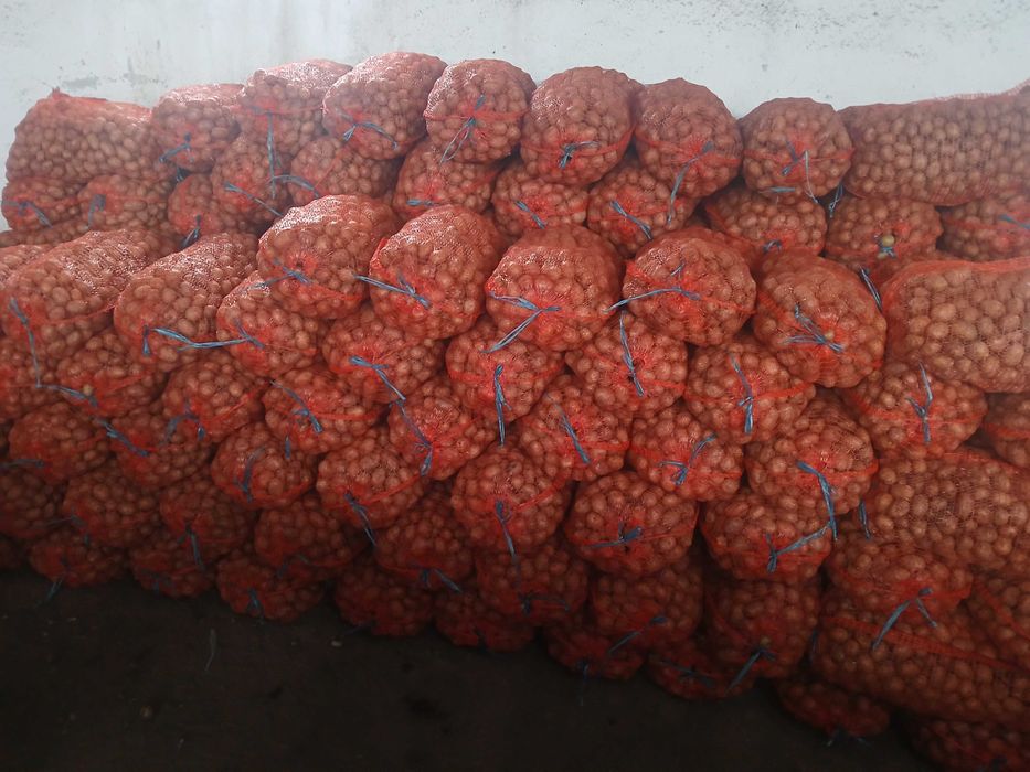 Cartofi consum ,samanta si furajeri