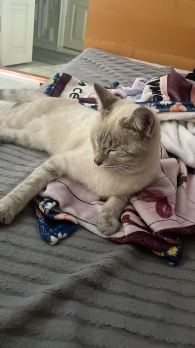 Отдам молодого котика