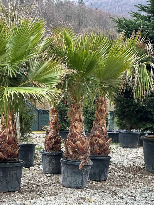 Palmieri  tranhicarpus  cicas