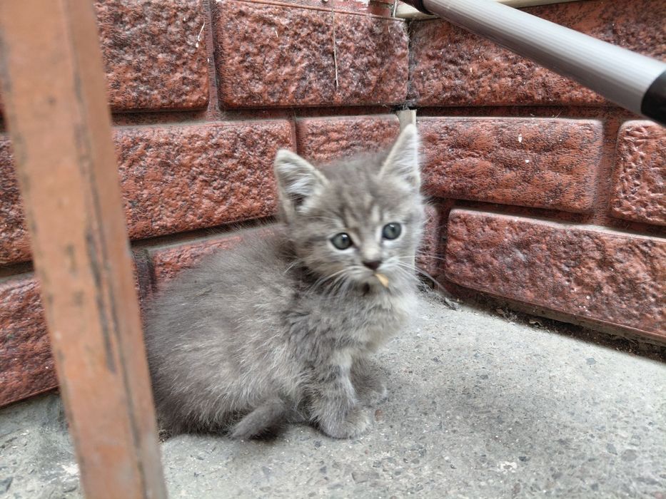 Котята в хорошие руки