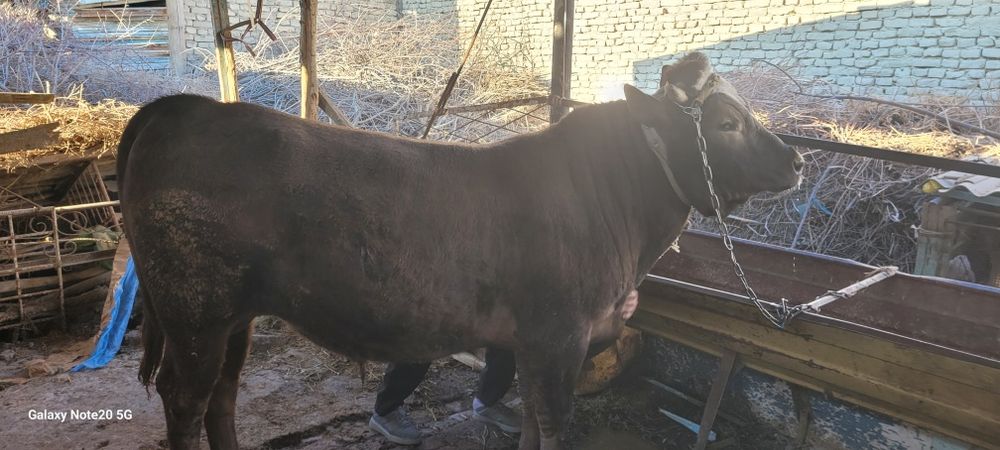 Buqa Sotiladi Vobkent