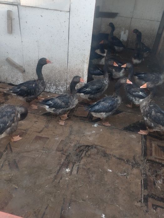 Продам гуси молодые 4 х месячные