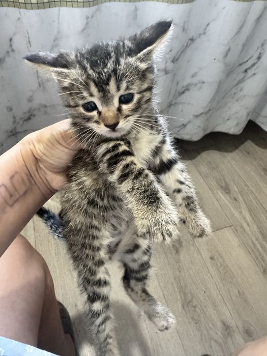 Отдадим в добрые руки, котят, 1,5 мес