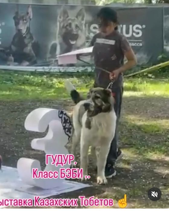 Шикарный САО кобель 5 месяцев.