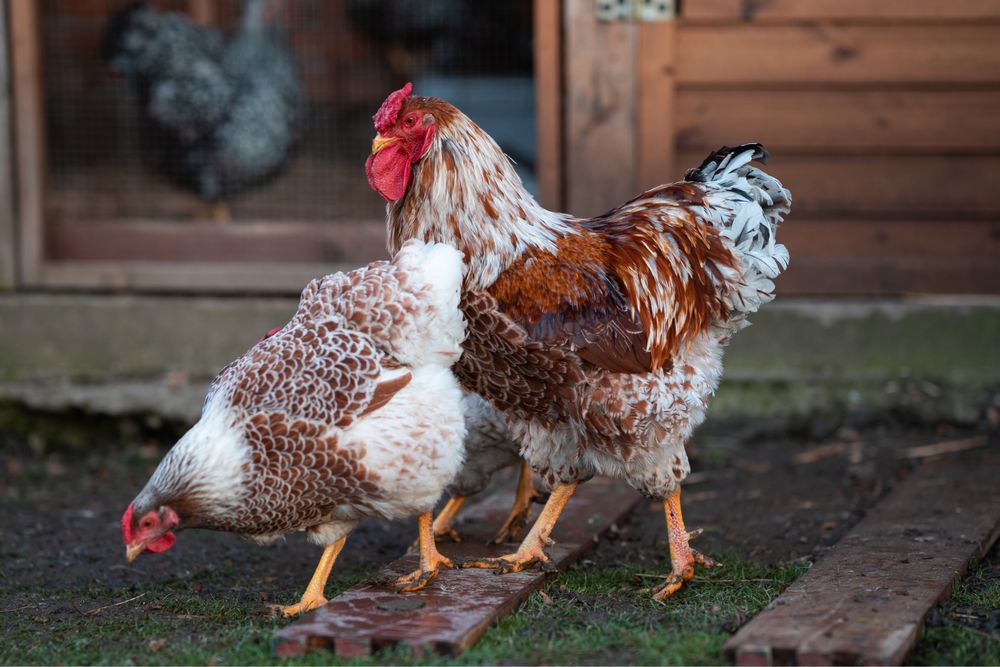 Oua pentru incubat gaini Wyandotte Splash