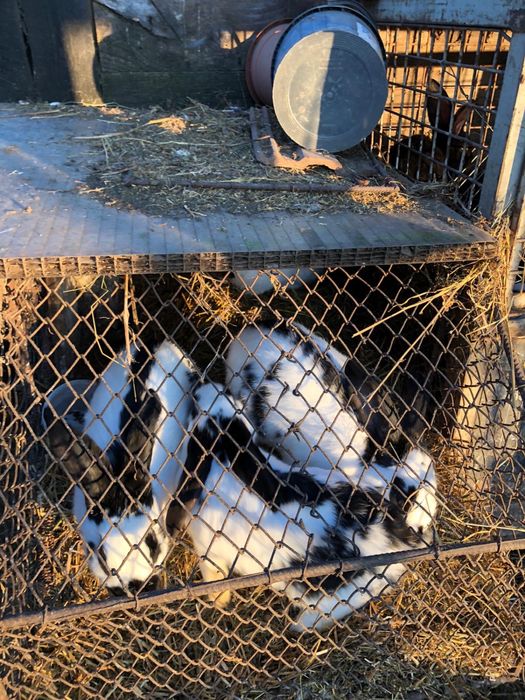 iepuri maturi rasa fluture