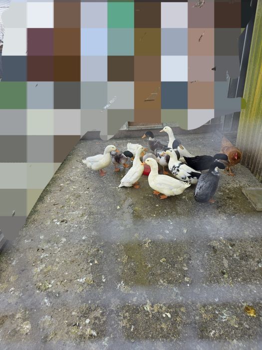 Vând rate galagioase