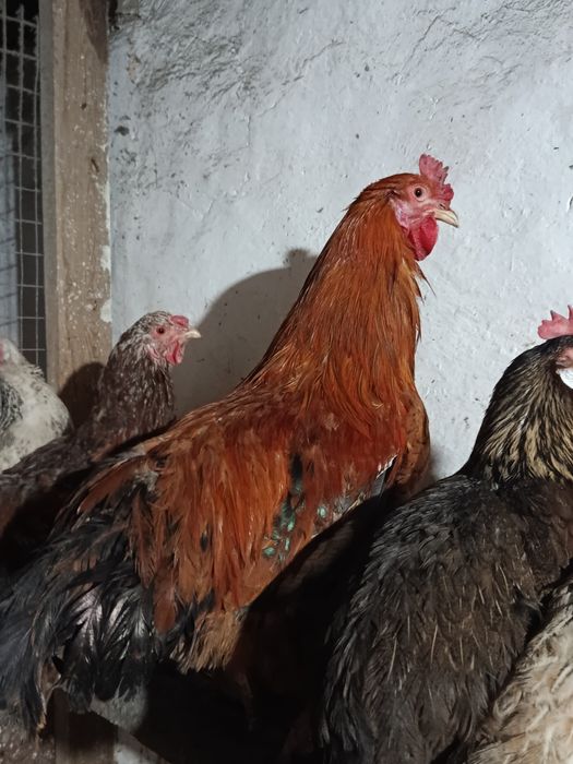 Петушки молодые.