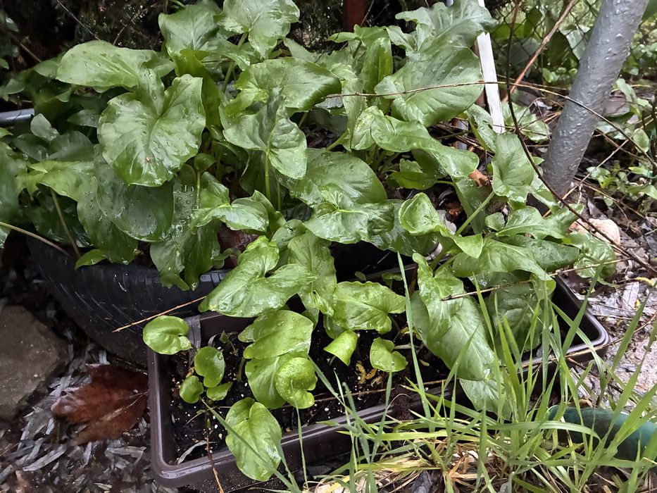 Разсад Змийска Хурка