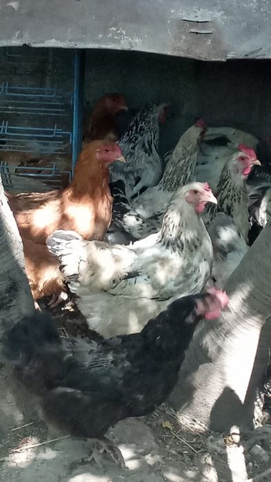 Продаю курей (несушки) разные виды Ломан Браун