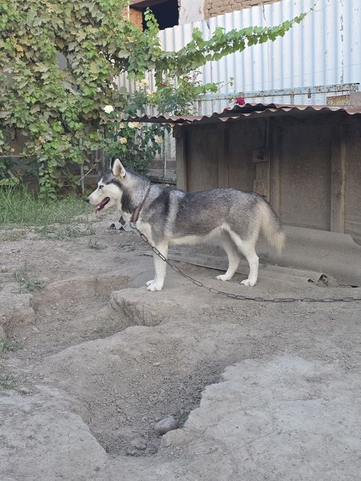 СРОЧНО Продам Хаски!