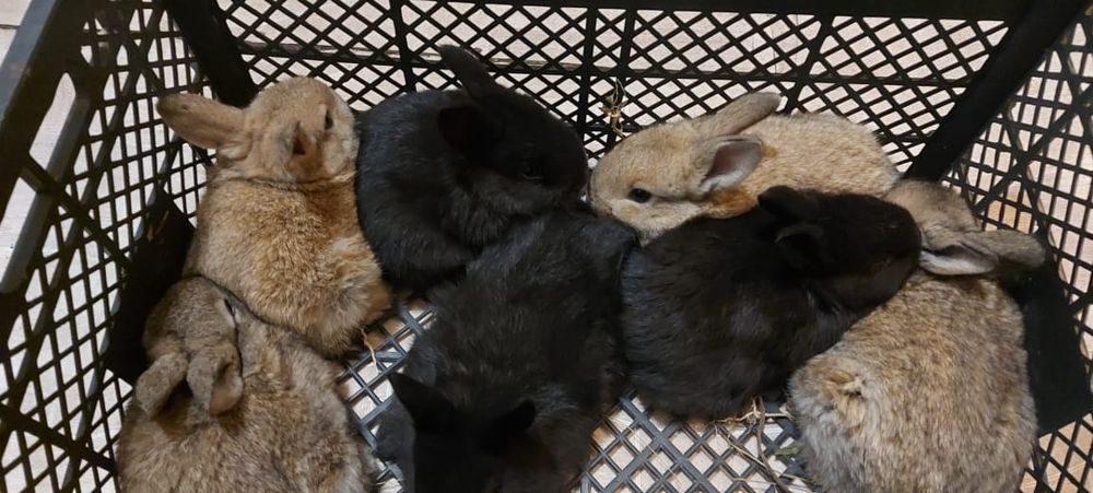 Продаю крольчат.