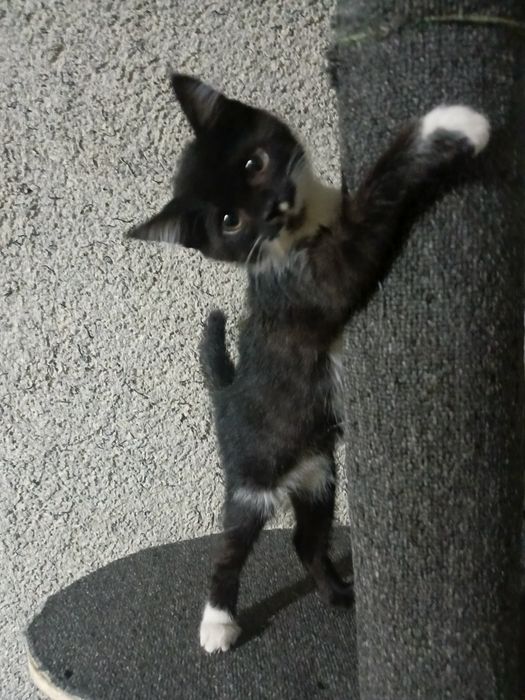 Котёнок в хорошие руки