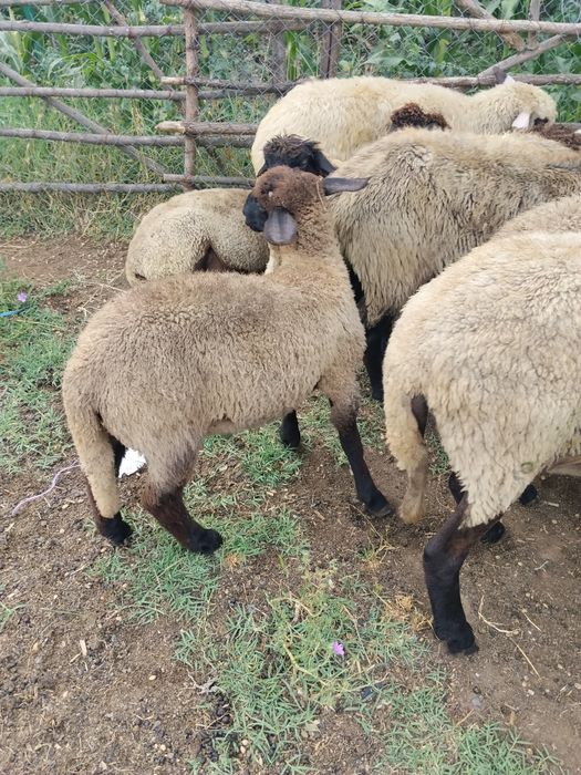 Berbecuți și taipi