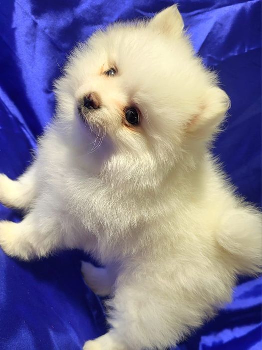 Щенки немецкого-шпица