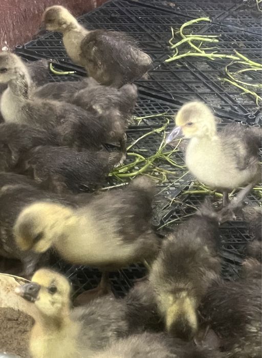 Қаз балапандары 15 күндік