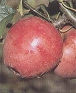 Pomi fructiferi străvechi din  Glia strămoșească soiuri de mar