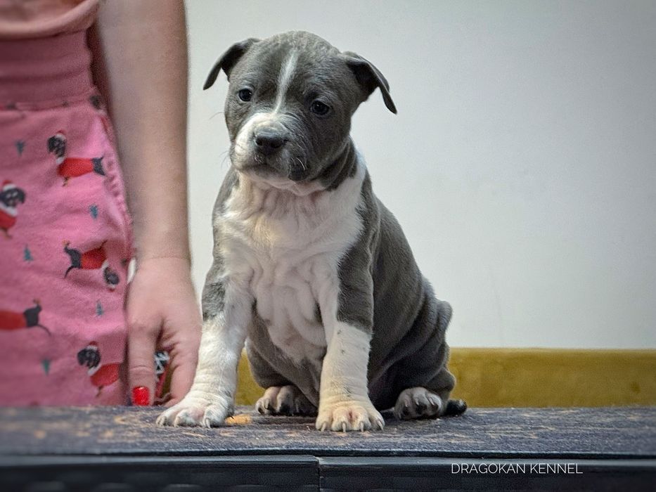 Femela amstaff rasă pură cu pedigree