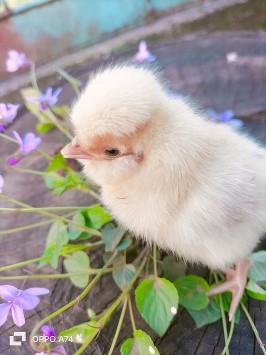 Pui de gaina din rasele:Paduane Chamoise.